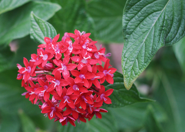 Pentas