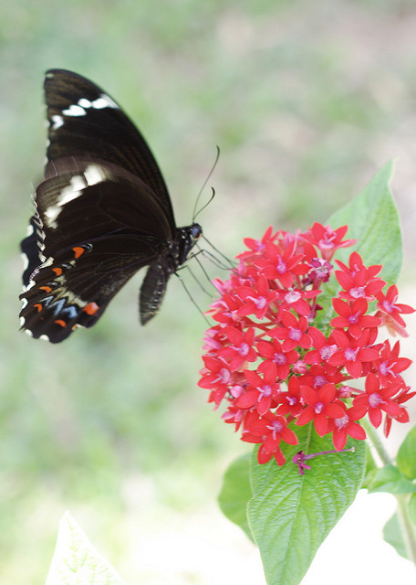 Pentas