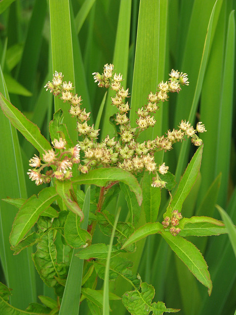 Penthorum sedoides