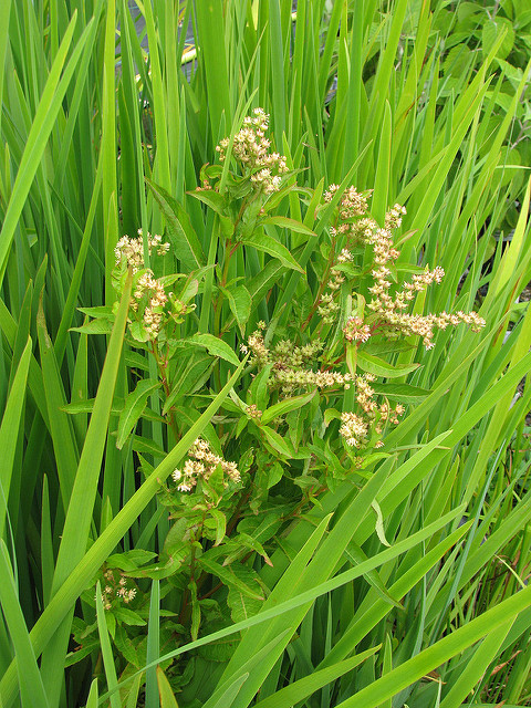 Penthorum sedoides