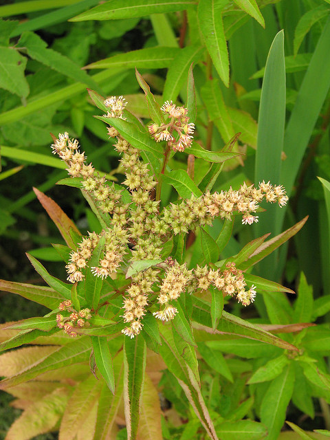 Penthorum sedoides