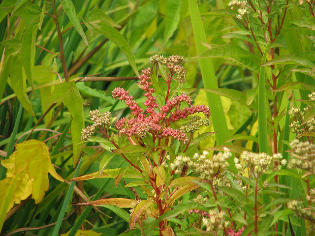 Penthorum sedoides