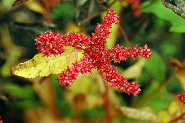 Penthorum sedoides