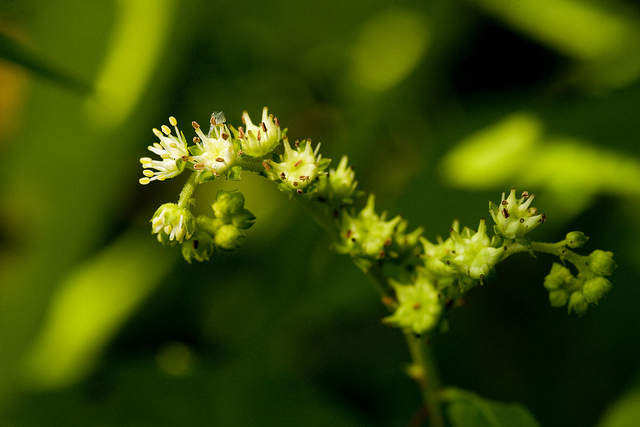 Penthorum sedoides (Penthorum sedoides)