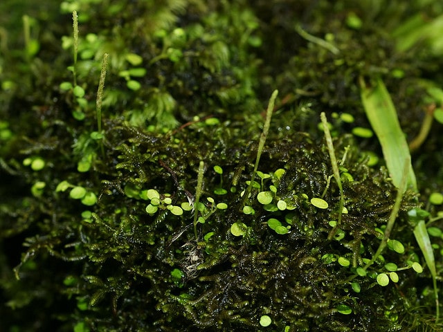 Pépéromie à feuilles rondes (Peperomia rotundifolia)