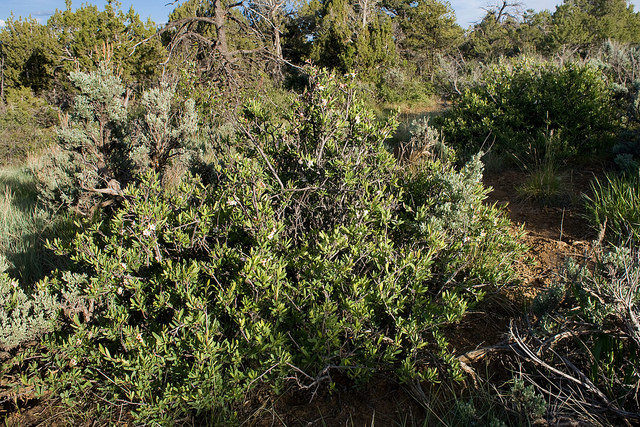 Peraphyllum ramosissimum