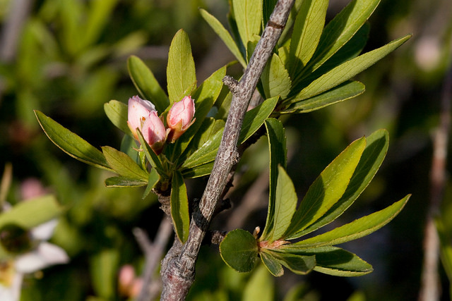 Peraphyllum ramosissimum