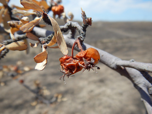 Peraphyllum ramosissimum