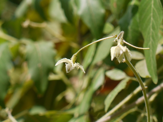 Pergularia daemia