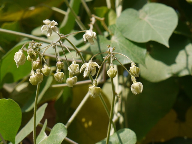 Pergularia daemia