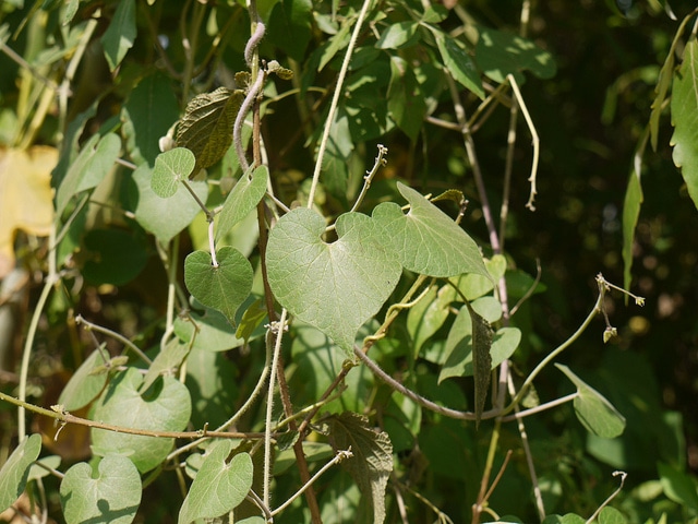 Pergularia daemia