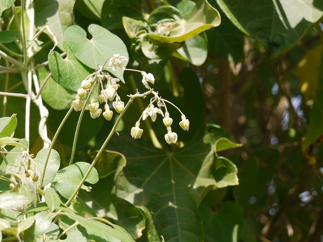 Pergularia daemia