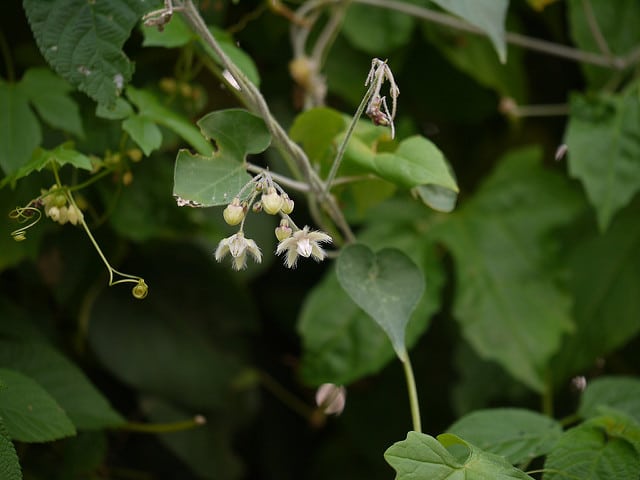 Pergularia daemia