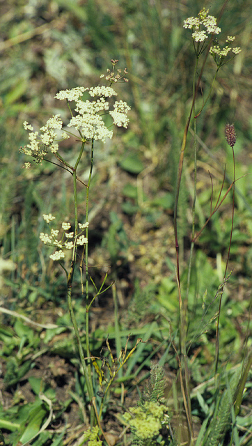 Perideridia gairdneri
