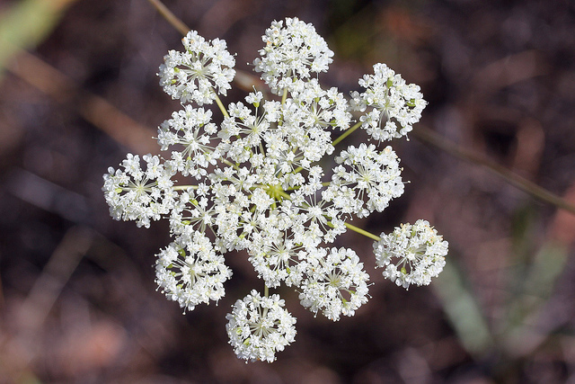 Perideridia oregana (Perideridia oregana)
