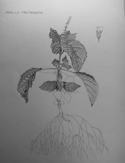 Pérille de nankin