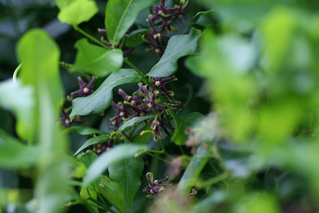Bourreau-des-arbres (Periploca graeca)