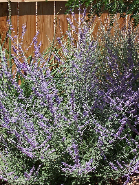 Sauge de russie (Perovskia atriplicifolia)
