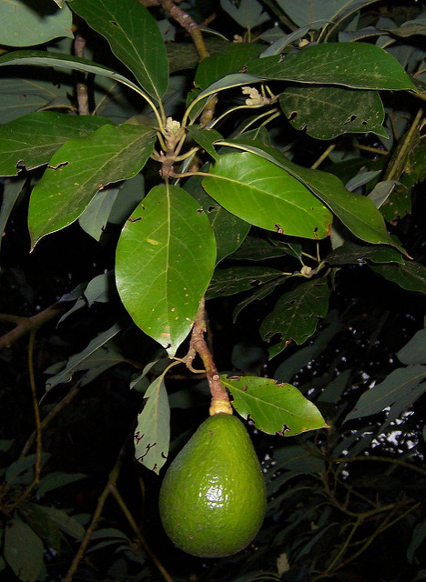 Avocatier