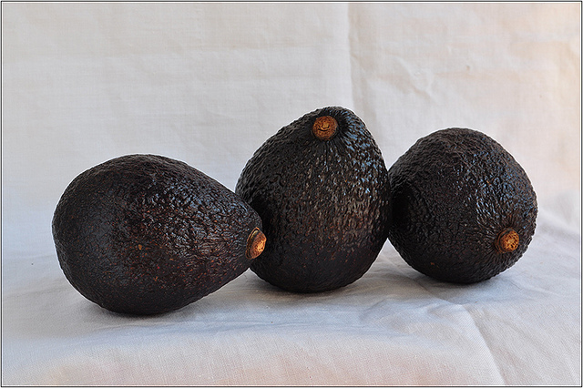 Avocatier