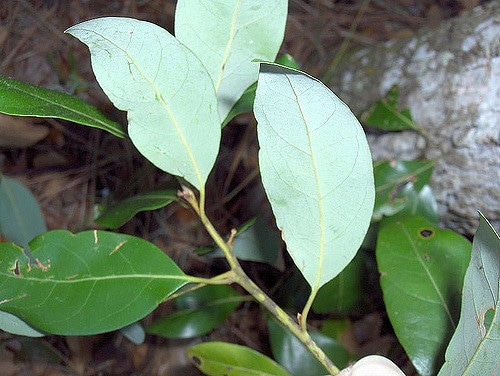 Avocatier de caroline (Persea borbonia)