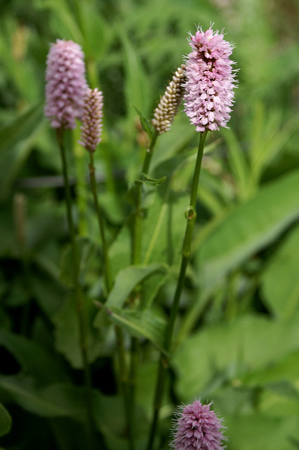 Renouée bistorte (Persicaria bistorta)