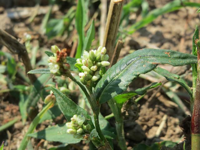 Persicaria lapathifolia