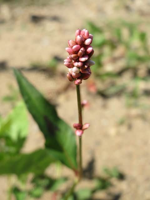 Persicaria lapathifolia