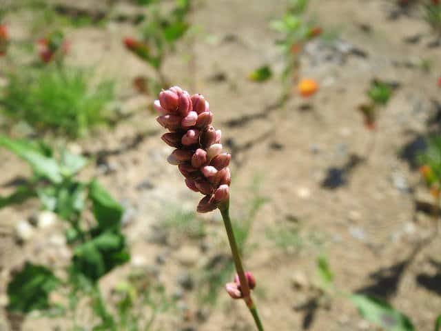 Persicaria lapathifolia