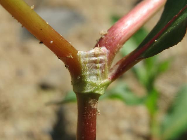 Persicaria lapathifolia
