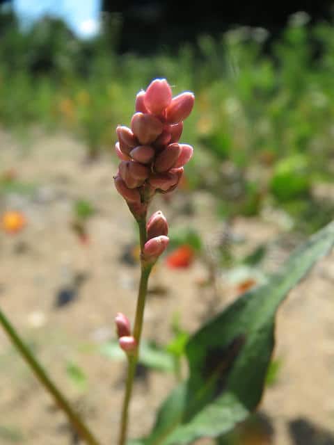 Persicaria lapathifolia