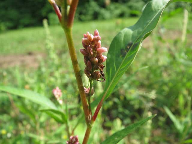Persicaria lapathifolia (Persicaria lapathifolia)