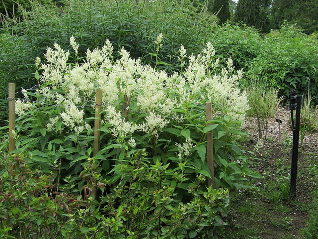 Renouée polymorpha