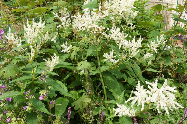 Renouée polymorpha