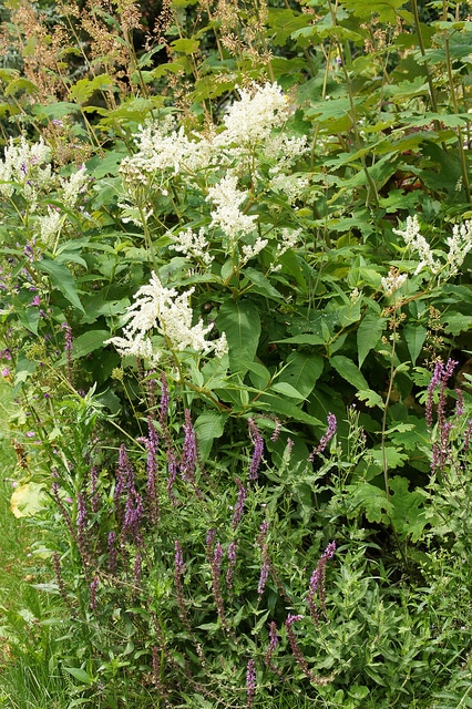 Renouée polymorpha