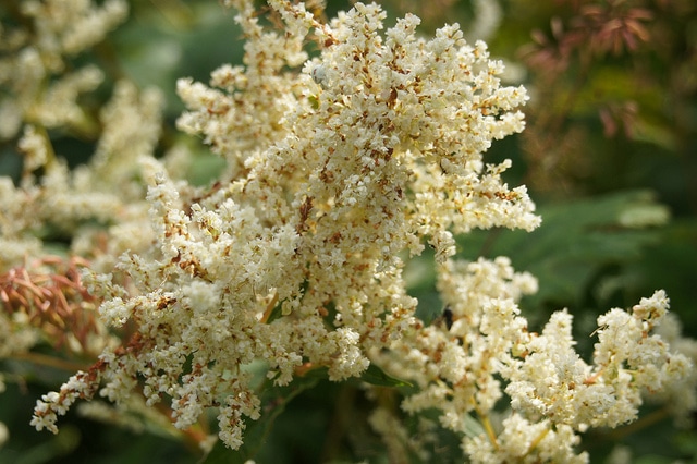 Renouée polymorpha