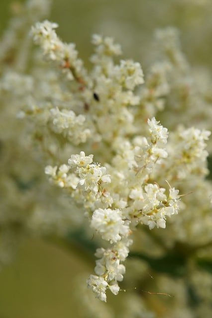 Renouée polymorpha