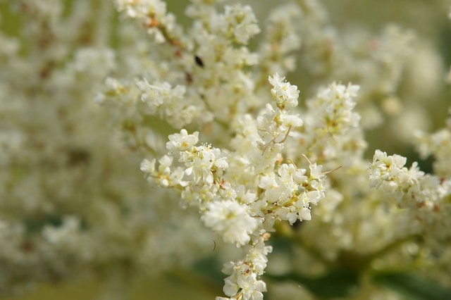 Renouée polymorpha (Persicaria polymorpha)