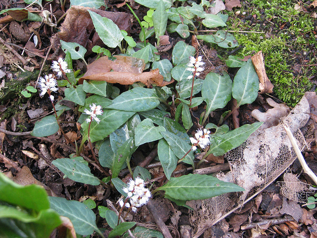 Persicaire (Persicaria tenuicaulis)