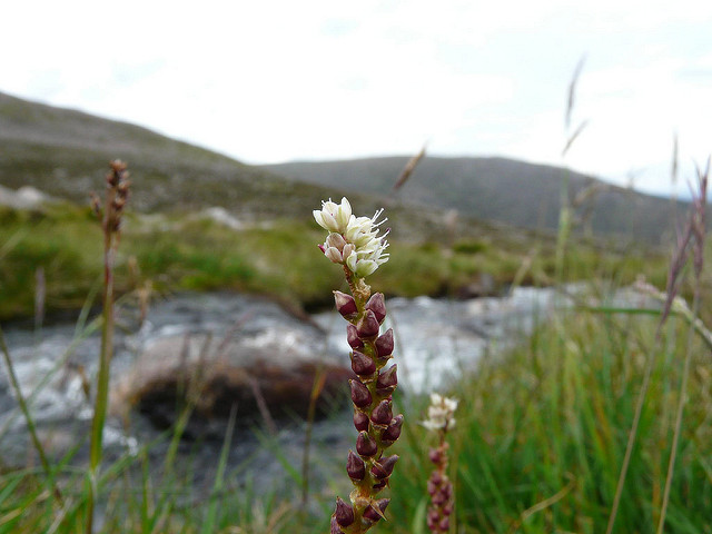 Renouée vivipare (Persicaria vivipara)