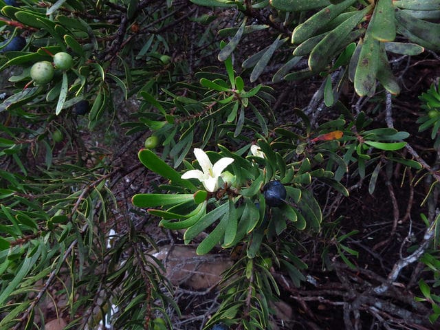 Persoonia gunnii