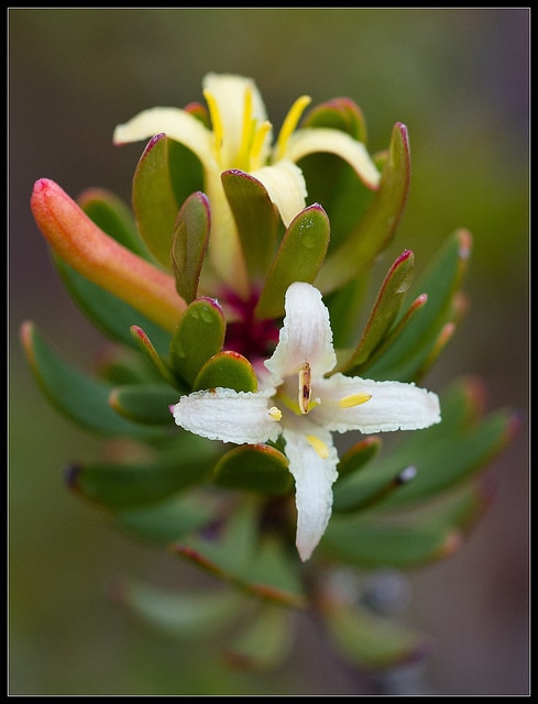 Persoonia gunnii