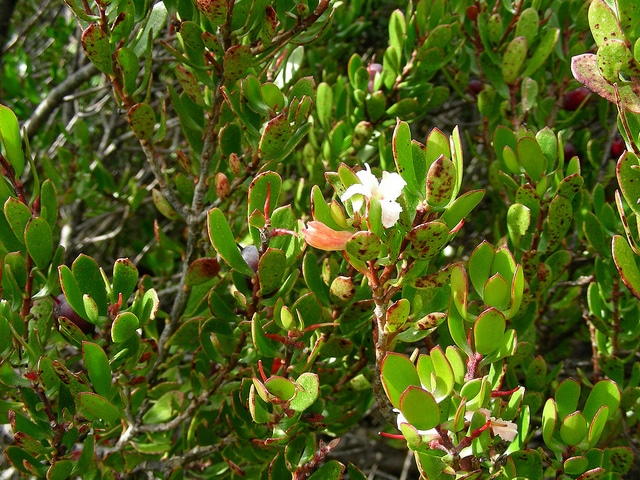 Persoonia gunnii