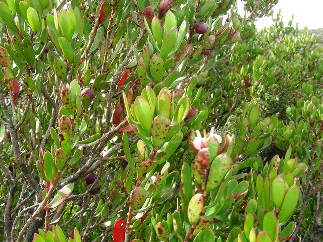 Persoonia gunnii