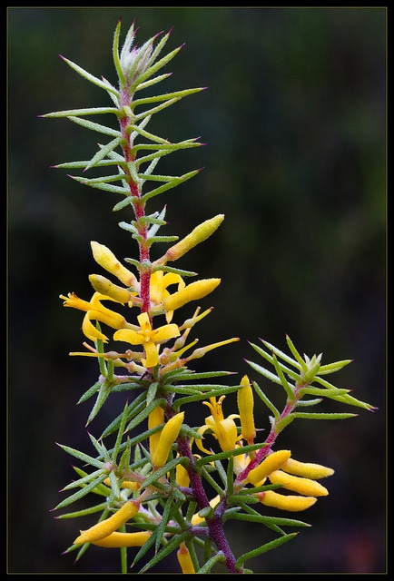 Persoonia juniperina