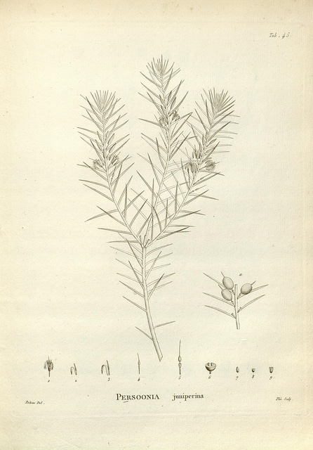 Persoonia juniperina