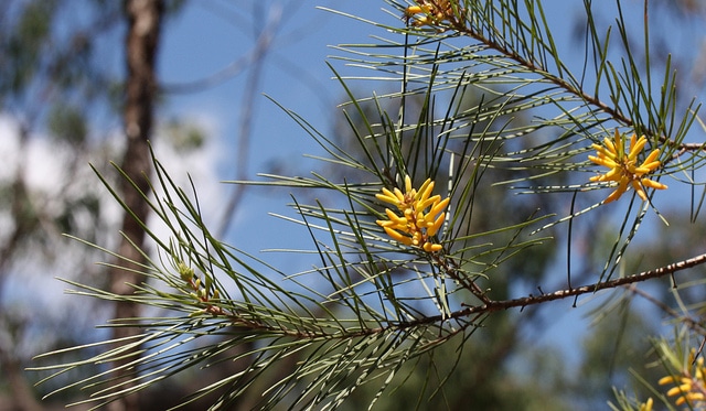 Persoonia juniperina
