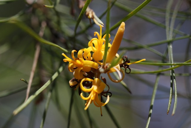 Persoonia juniperina