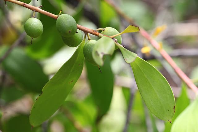 Persoonia levis