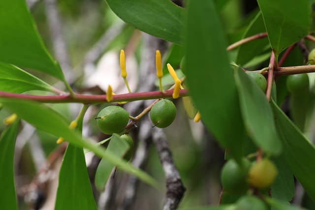 Persoonia levis